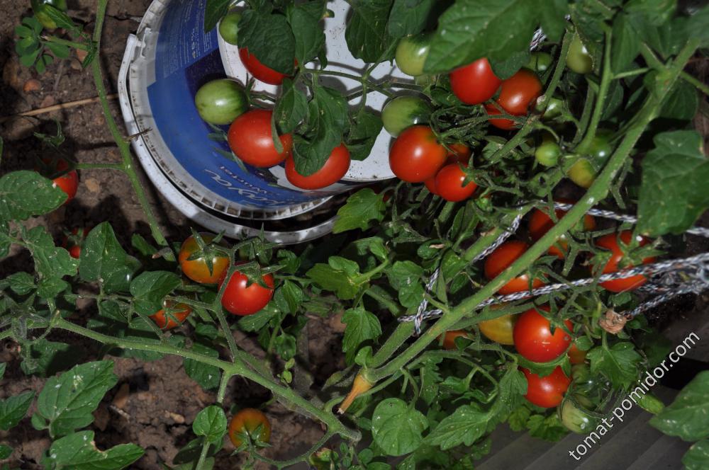 Описание сорта томат Леденец, особенности выращивание и урожайность