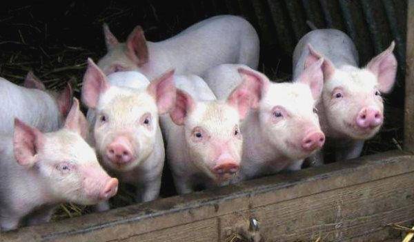 Бизнес-план по разведению свиней: рентабельность предприятия