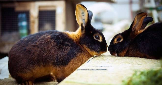Разведение и содержание кроликов породы рекс