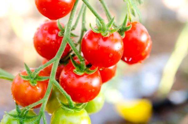 Наслаждайтесь томатами «балконное чудо» круглый год! как вырастить в домашних условиях из семян и все тонкости выращивания помидоров