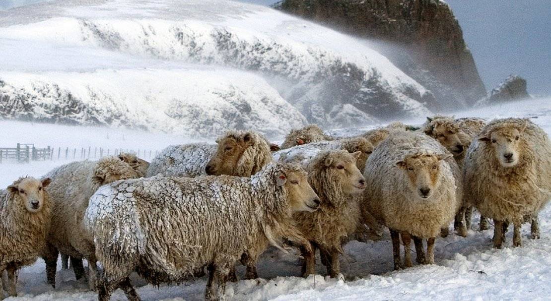 Порода овец ташлинская
