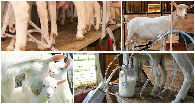 Особенности технологии доения коз