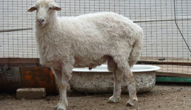 Овцы: болезни жкт, дыхательных путей, копыт, глаз