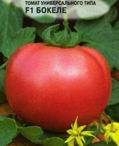 Описание томата эля и отзывы огородников