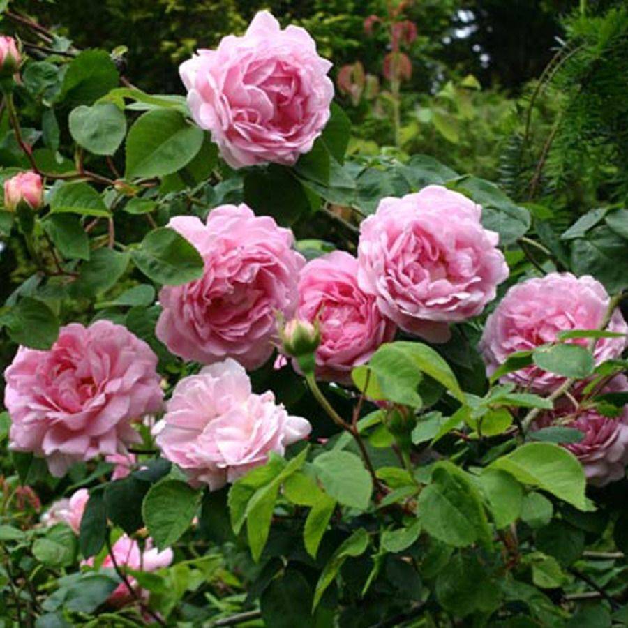 Кремовые розы: описание сортов и использование в ландшафтном дизайне