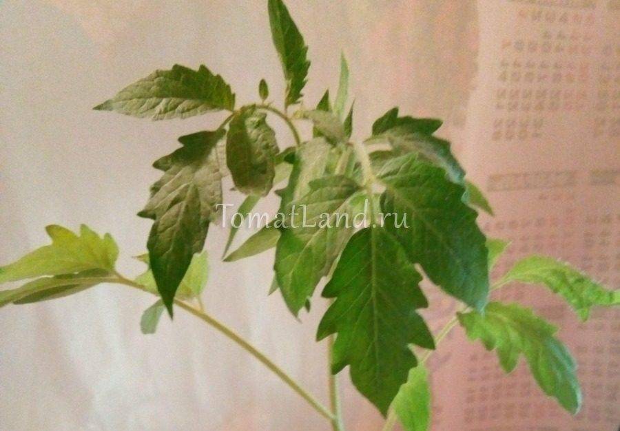 Ретро сорт сердце ашхабада. описание проверенного временем томата, рекомендации по агротехнике и отзывы