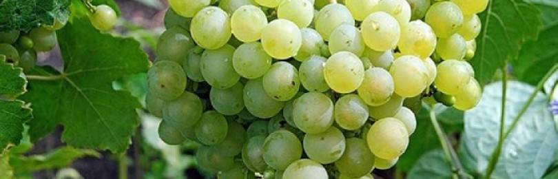 Светлый и ранний виноград алёшенькин: особенности посадки, выращивания и ухода