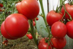 Характеристика и описание сорта томата Сибирский Гигант, его урожайность