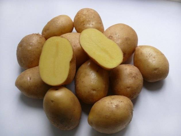 Сорт картофеля «невский»: характеристика, урожайность, отзывы и фото