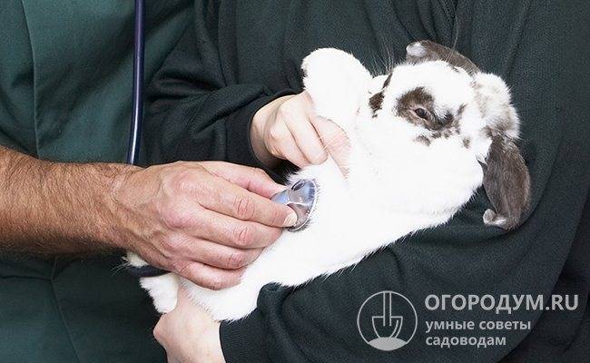 Лечение поноса у кроликов в домашних условиях