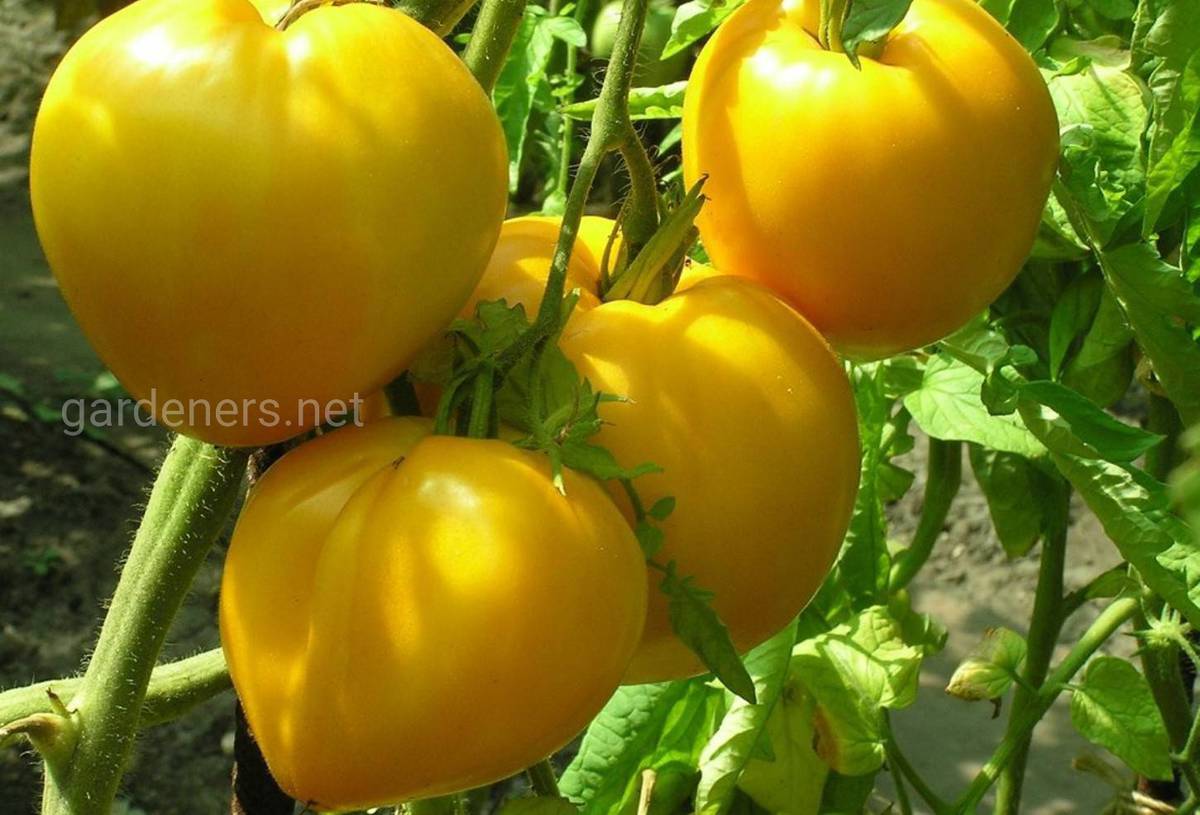 Правила выращивания томатов в Сибири и лучшие сорта для суровых условий