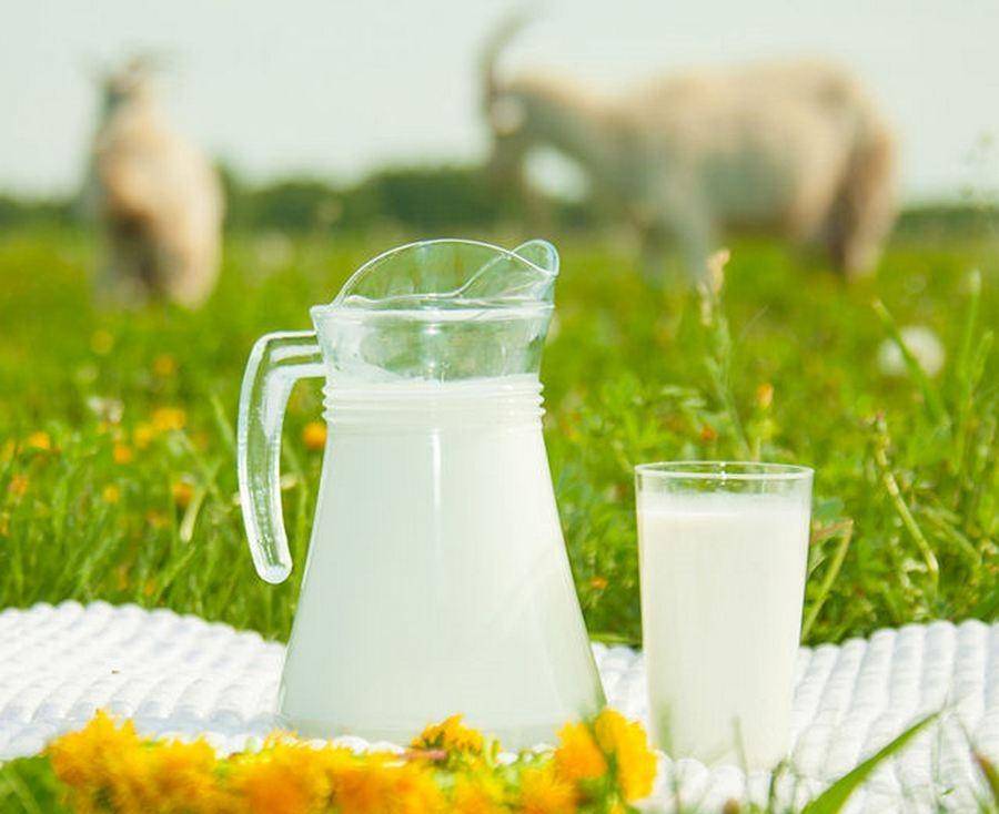 Как хранить молоко и молочные продукты?