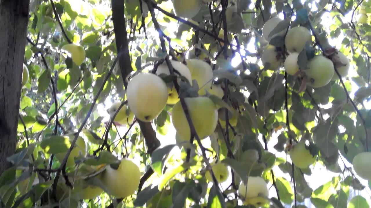 Настоящая жемчужина сада – белоснежная яблоня Кальвиля