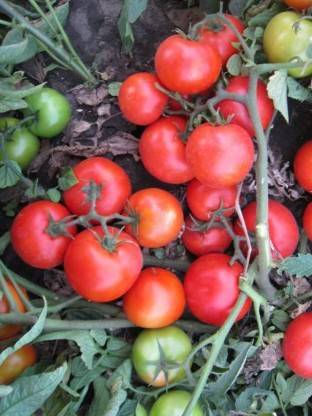 Томат женарос: характеристика и описание сорта, урожайность с фото