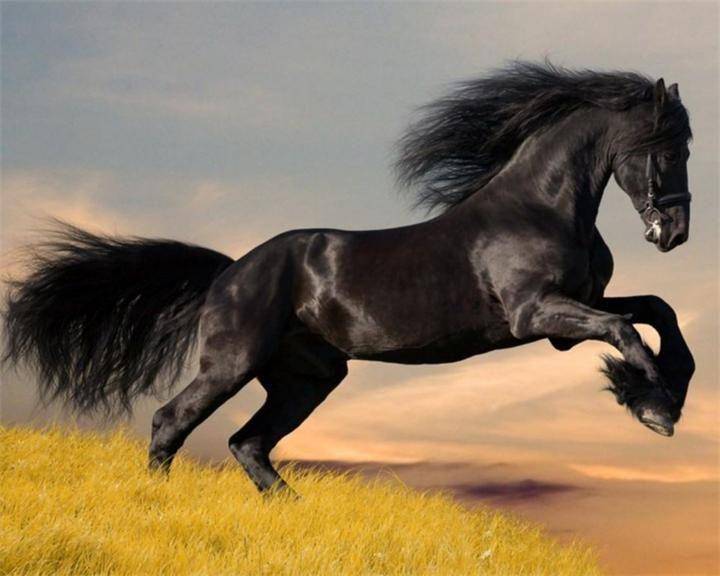 9 самых дорогих лошадей на планете