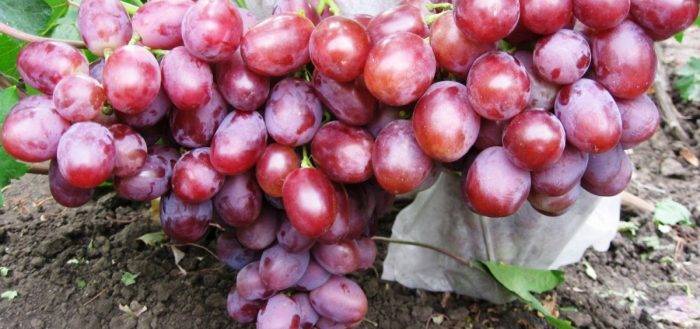 Виноград «низина»: советы и рекомендации по культивированию