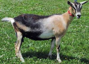 Альпийская порода коз: особенности по уходу и разведению