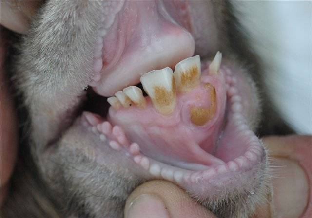 Сколько зубов у собаки и их строение
