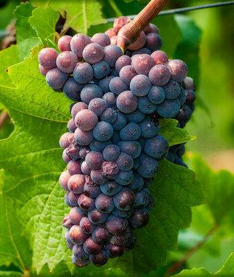 Элитный сорт винограда для вина пино нуар
