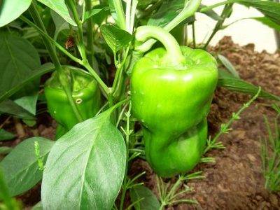 Выращивание и уход за перцем в теплице: от посадки до урожая