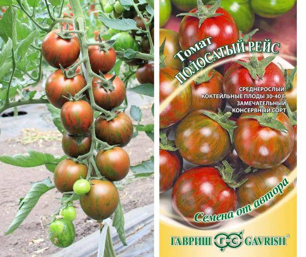 Лучшие сорта черных помидоров (в том числе бордовых, коричневых, синих): их описания и характеристики