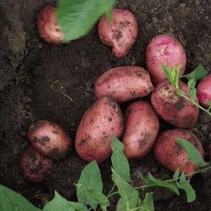 Описание сорта картофеля Красавчик, особенности выращивания и ухода