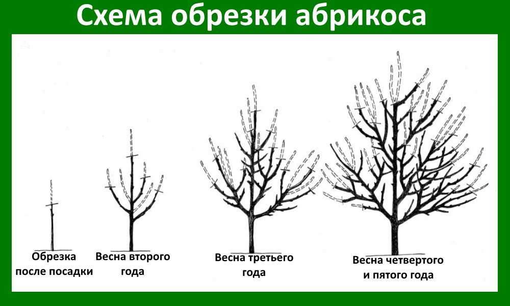 Как ухаживать за инжиром осенью, чтобы подготовить к успешной зимовке: правила и способы укрытия дерева на зиму