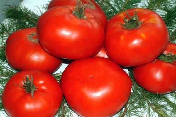 Томат «новинка приднестровья»: описание сорта, фото, способ употребления помидоров