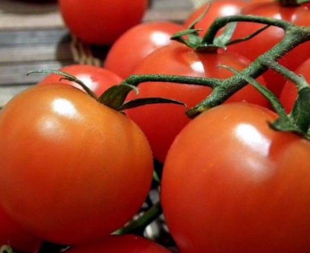Описание томата розамарин фунтовый, характеристика и выращивание гибридного сорта
