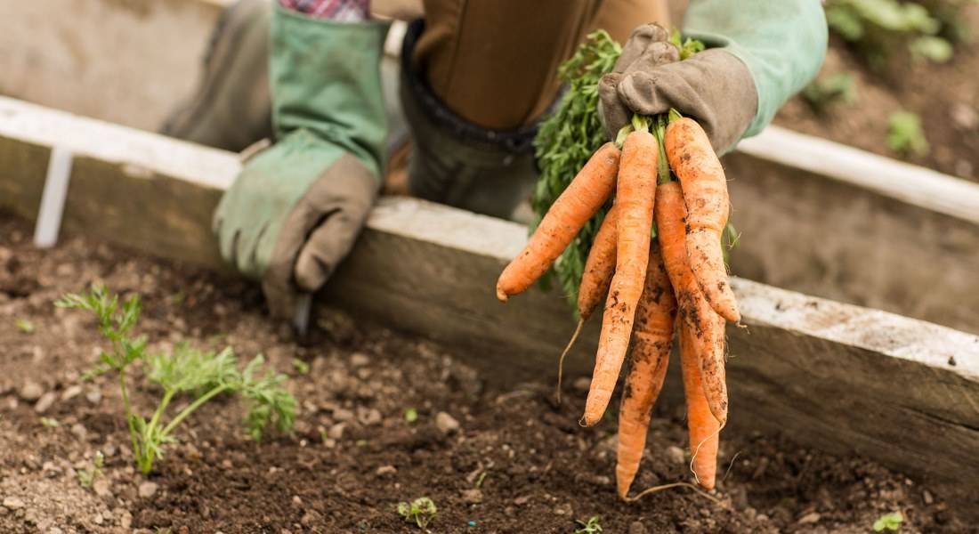 Сроки уборки моркови с грядки на хранение в 2019 году