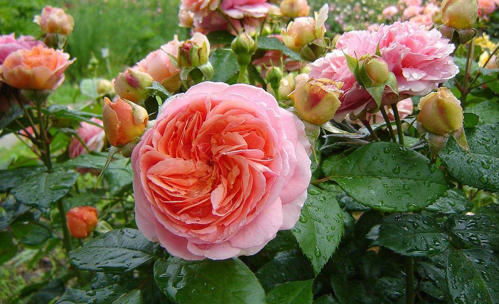 Описание и характеристики розы сорта Сахара, тонкости выращивания