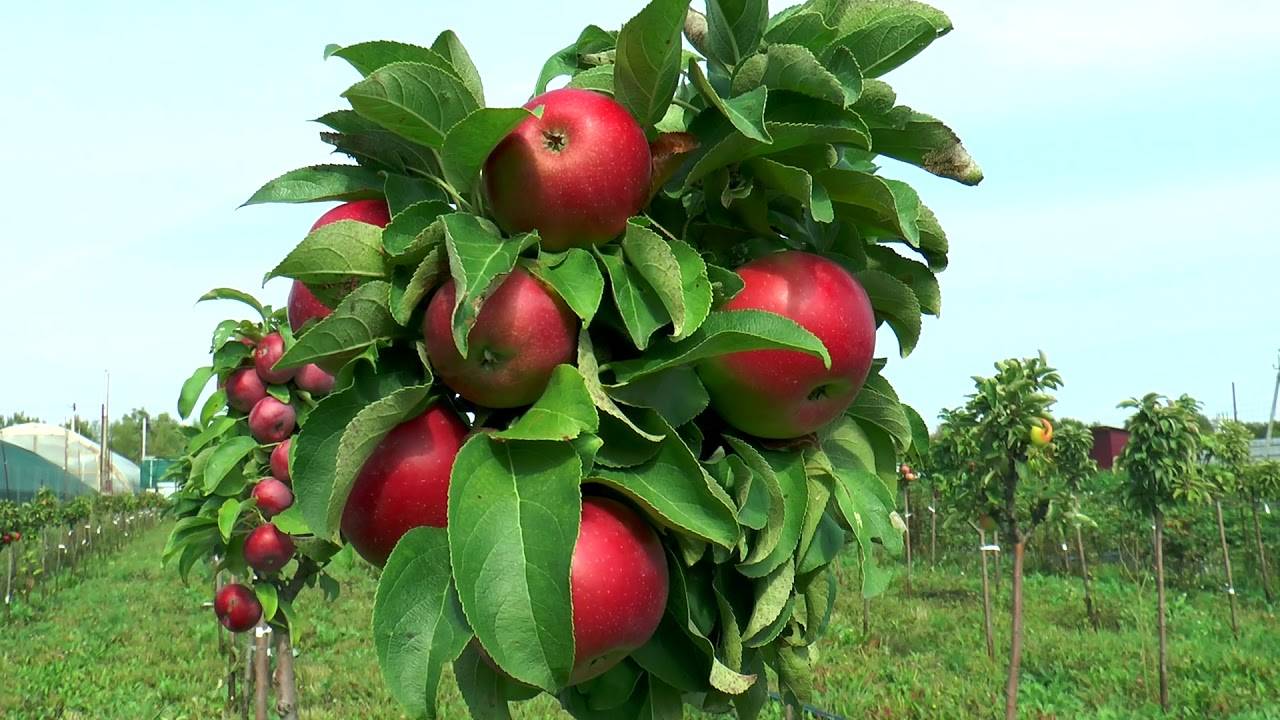 Описание и характеристики яблонь сорта елена, правила посадки и выращивания