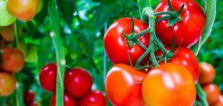 Томат суперэкзотик: описание и характеристика сорта, урожайность с фото
