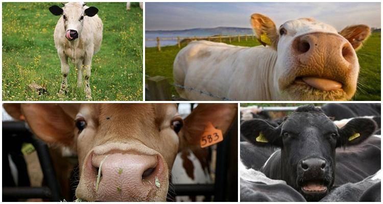 Почему корова кашляет: причины и лечение в домашних условиях
