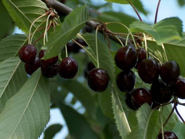 Чёрная красавица для вашего сада — вишня сорта россошанская