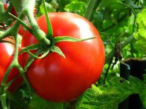 Характеристика и описание сорта томата король рынка, его урожайность