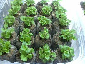 Как правильно сеять в торфяные таблетки семена растений