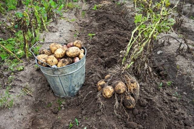 Картошка санте. популярный картофель «санте» : описание сорта, вкусовые качества, фото, характеристика