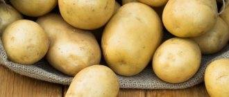 Картофель скарб — описание сорта, характеристика, особенности выращивания, отзывы + фото