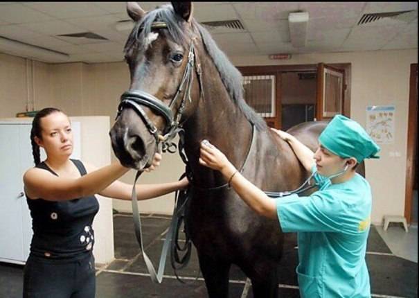 Обязательные прививки для лошадей