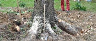 Лучшие методы, как на участке избавиться от поросли деревьев