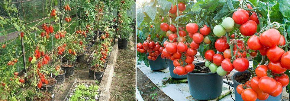 Секретный способ посадки и полива помидоров – урожай гарантирован!