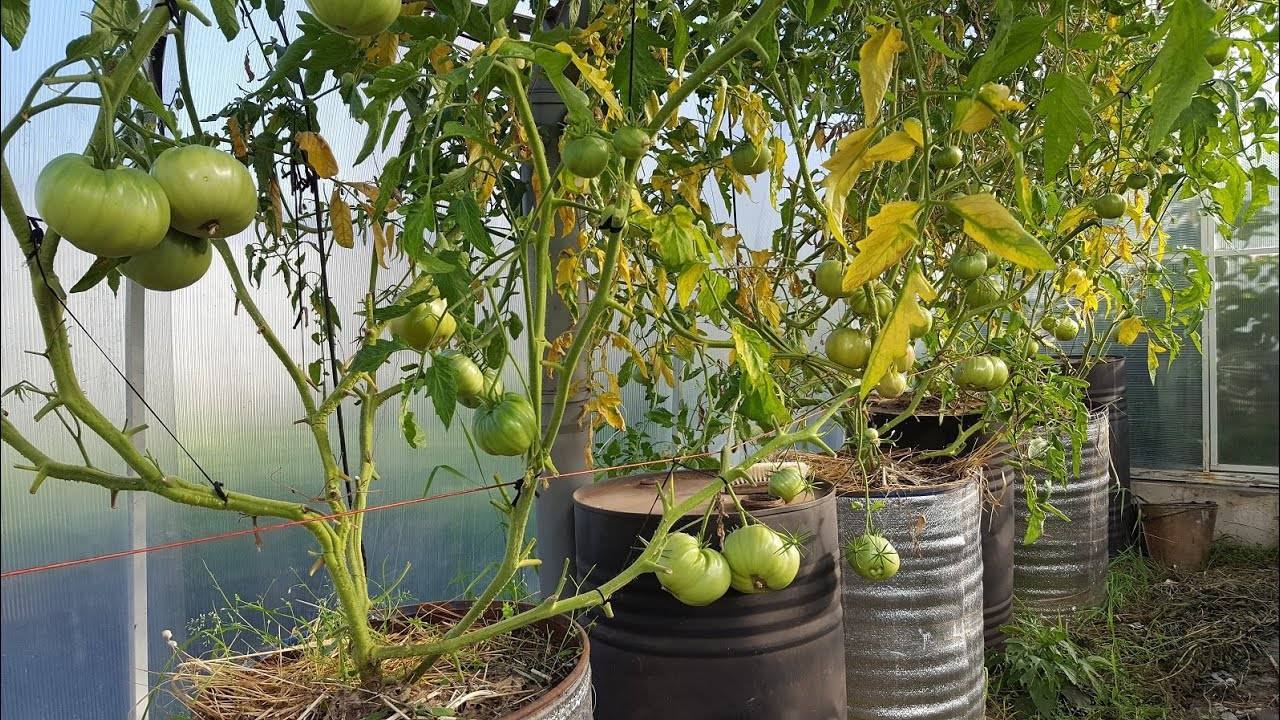 Как сажать помидоры —  секреты, которых вы еще не знаете