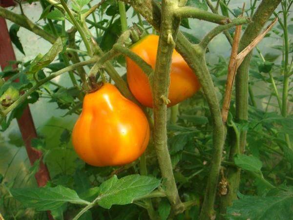 Фото, отзывы, описание, характеристика, урожайность сорта помидора «сосулька» — черная, оранжевая и желтая