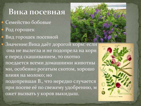 Вика — растение из семейства бобовых