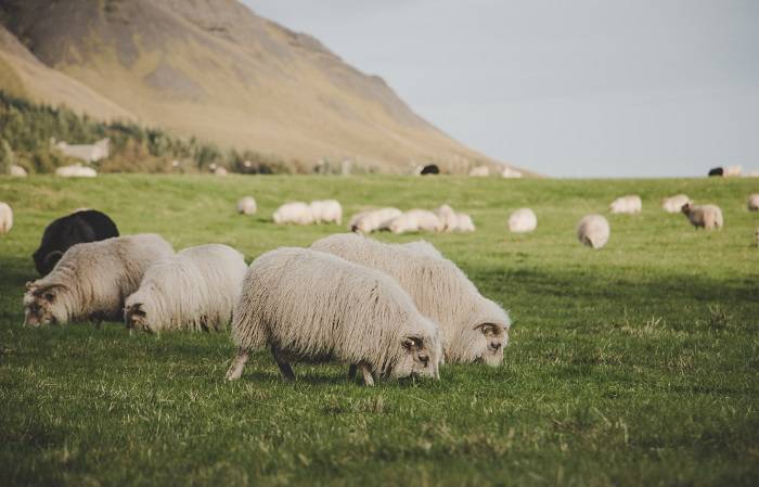Широкое разнообразие овец: какие бывают и как выбрать