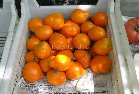 Описание сорта томата Делициозус, особенности выращивания и урожайность