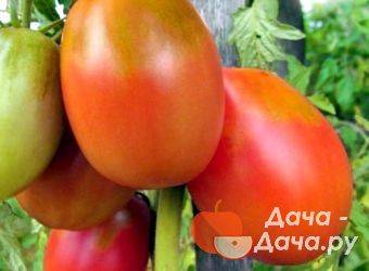 Описание сорта томата флажок, его характеристика и урожайность