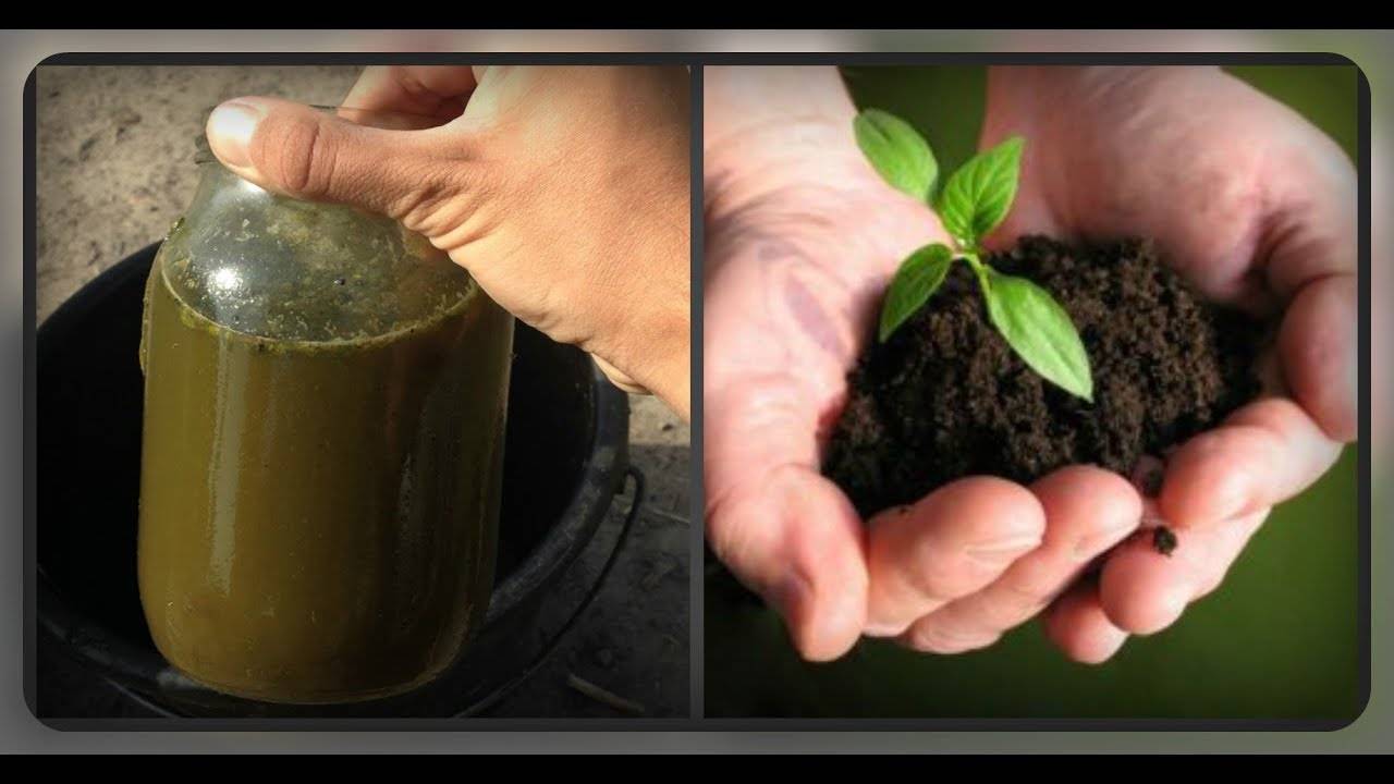 Фосфорные удобрения – применение и виды. их значение в питании растений
