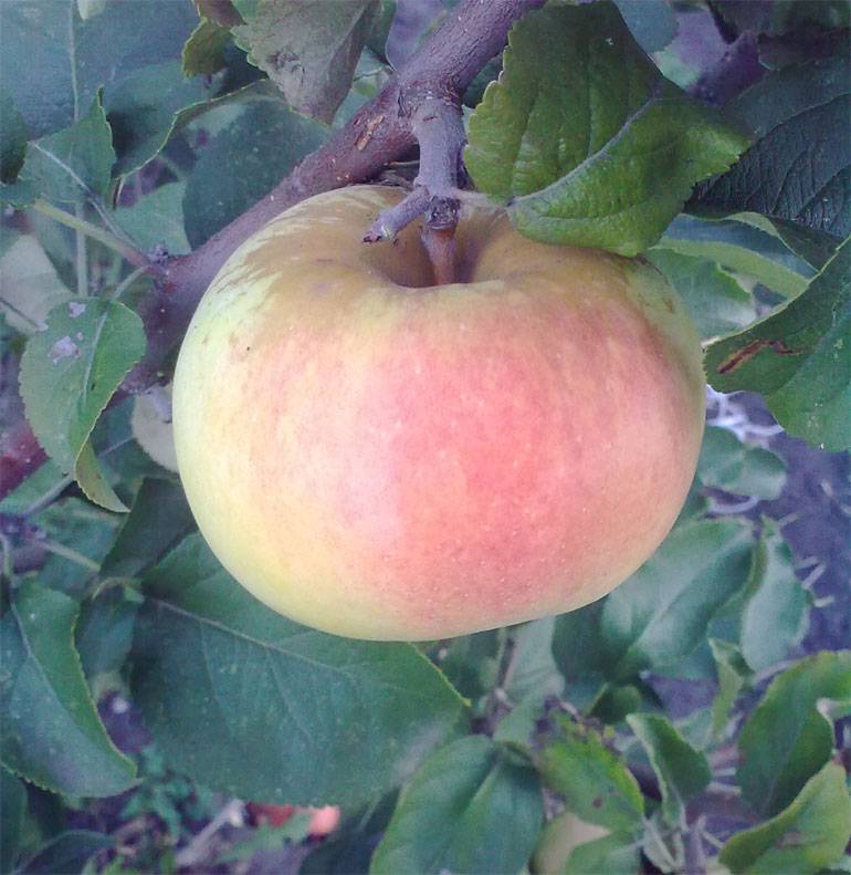 Выращивание яблони жигулевское